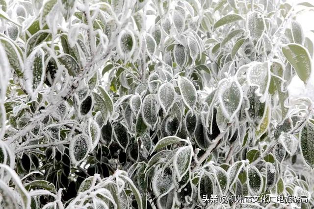 柳州冬日颜值交给雾凇负责！我只负责“哇塞！”+注意安全~
