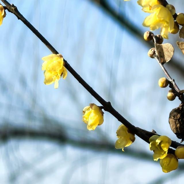 周末一日游 | 西安冬日8个免费赏腊梅好去处