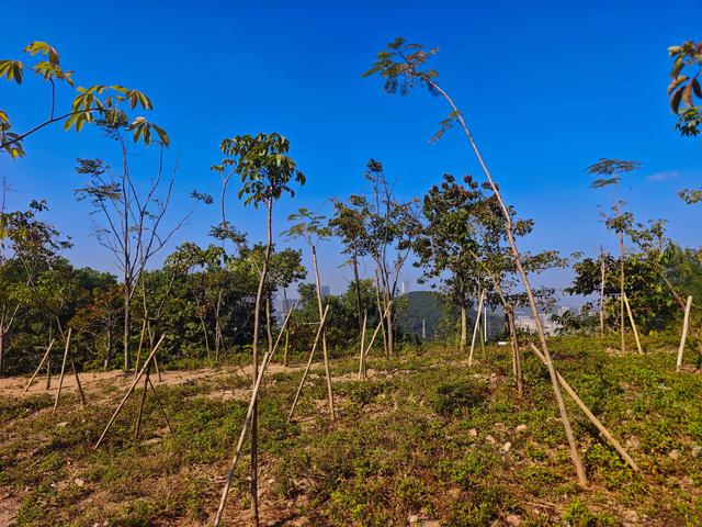 塘朗山郊野公园[绿平二路入口]骑行爬坡好地方