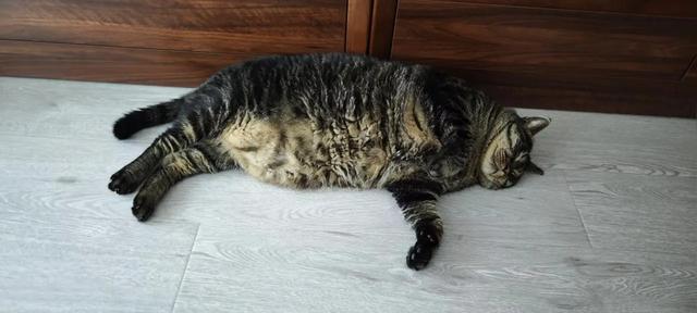 笑死了！主人展示25斤布偶猫引热议，网友：我这19斤的再加加餐？
