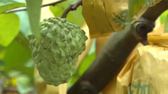 一起来肇庆摘果果！GO、GO、GO……