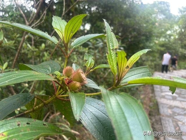 深圳游记:梅沙尖和云海广场的山与海