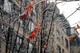 辽宁将正式“入冬”！今冬第一场雪要来了？沈阳最低气温降至……图片