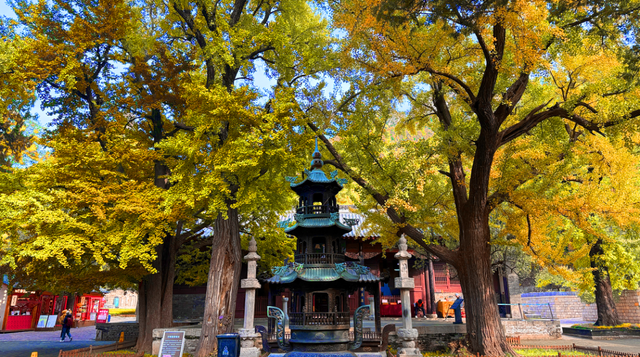 灵岩寺景区银杏即将迎来最佳观赏期
