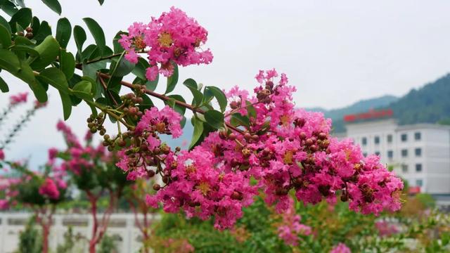 “多巴胺”风吹到了两当!