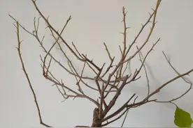 三角梅叶子掉光了？别慌，它没事儿！这样养，5天又会恢复生机图片