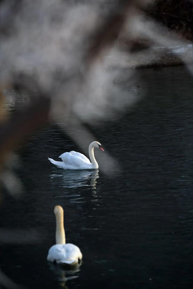 如要选一个冬季最佳拍雪景的地方,首选一定是它