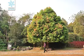 铁力木：我国主要珍贵树种，还是优秀景观树种，一棵能卖5000多元图片