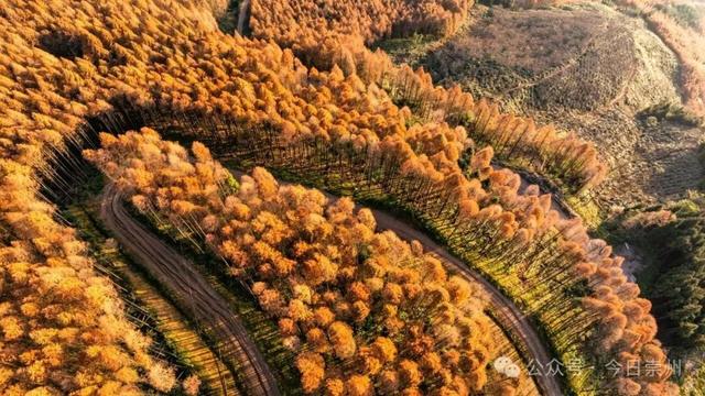 崇州彩林天花板🤩🤩🤩谁还没去过？