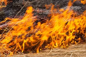 禁烧秸秆致稻田虫害加重？多省份正争取或已实行有条件焚烧图片