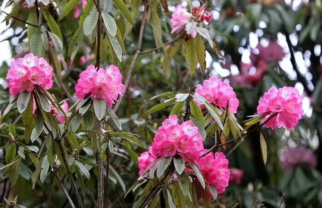 守护生态秘境——走进徽县三滩森林公园