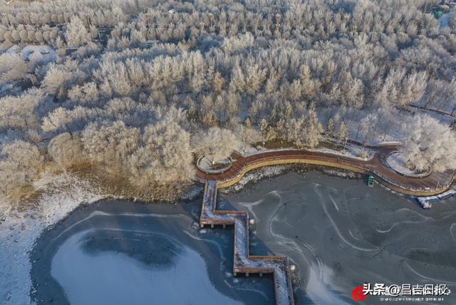 奇台雾凇上线！满城“银花”开，这是独属于昌吉的冬日浪漫