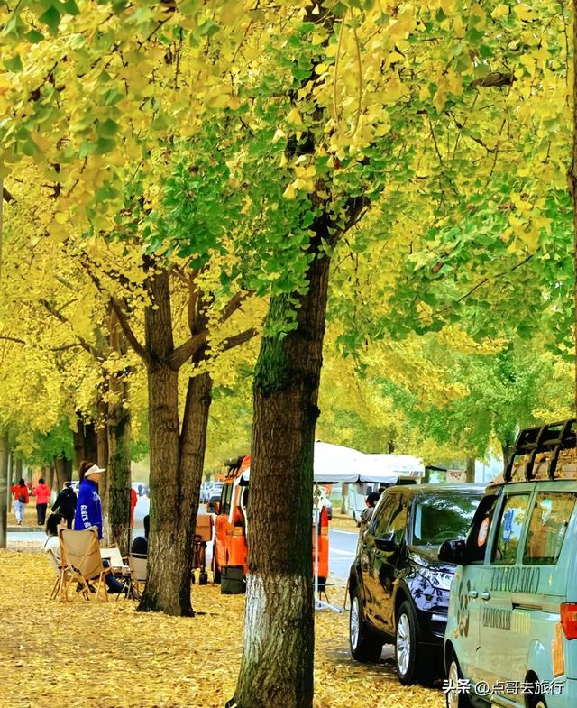 成都彭州被低估的场镇，3公里银杏长廊超级壮观，公交车直达！
