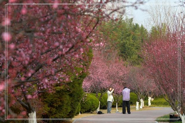 郑州春韵：百花盛放时，邀你共赴春宴