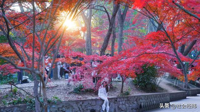 【每日一景】“枫”景这边独好 中山植物园红枫岗