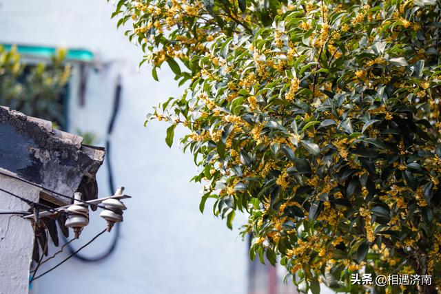 十月姑苏：桂香漫城，粉黛映河