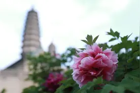 “晋阳牡丹”争艳 三大会场一览国色天香图片