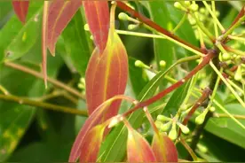 “桂”族七姐妹：香桂、桂花、月桂、桂树、桂木、梅桂、香花桂图片