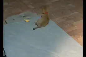 70天大的田园犬竟是天生的看门高手，忠诚背后的秘密令人惊叹图片