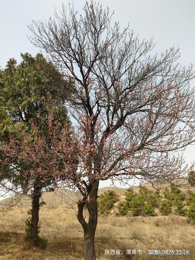 金帜山下唐·景陵