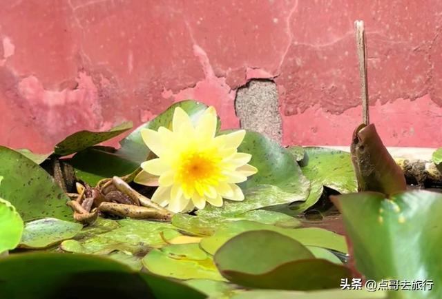 成都新都超级低调的明朝寺庙，袖珍精致，让人宁静安心，不要门票