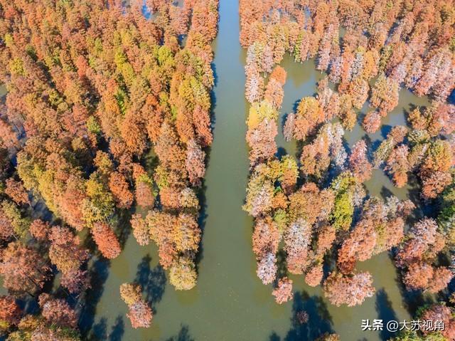 南京12月美到犯规！多个落羽杉打卡地+隐藏逛吃攻略，错过等一年