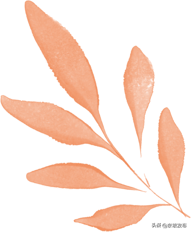 红了红了！东坡水杉出片率100%