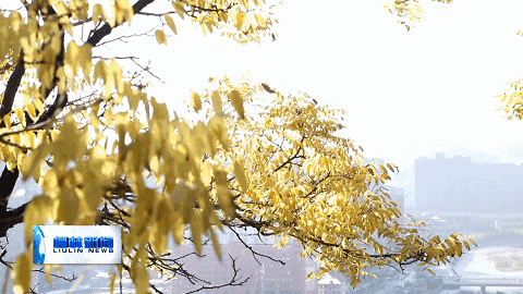 柳林北山公园秋意浓 市民漫步乐享“天然氧吧”