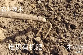 过磷酸钙是什么肥料？怎样能提高过磷酸钙的利用率？图片