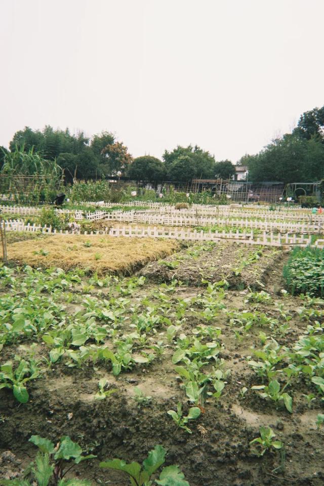 在成都西北郊区，这个渐渐淡出视野的最美乡村，还值得一去吗？