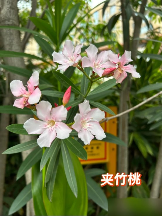 阴花不能进阳宅！这5种花“打死”也不养，家里若有？快挪走！