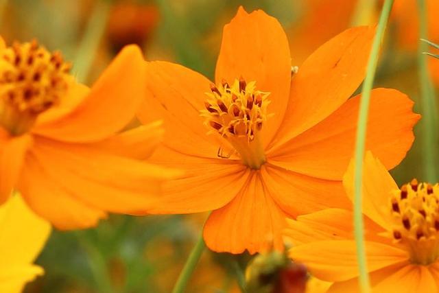 今日情感文章：如果有人心疼你的坚强，那一定是把你爱到了骨子里