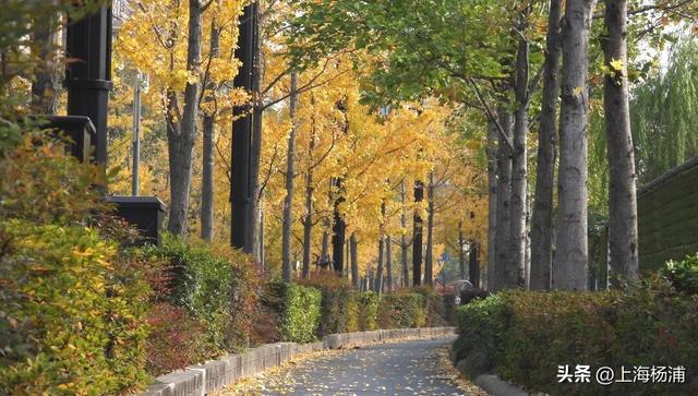 太美啦！去杨浦这两条路“踩”秋天，沙沙响的那种～