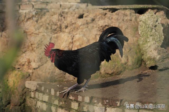 2023年春重庆探亲游（上篇）