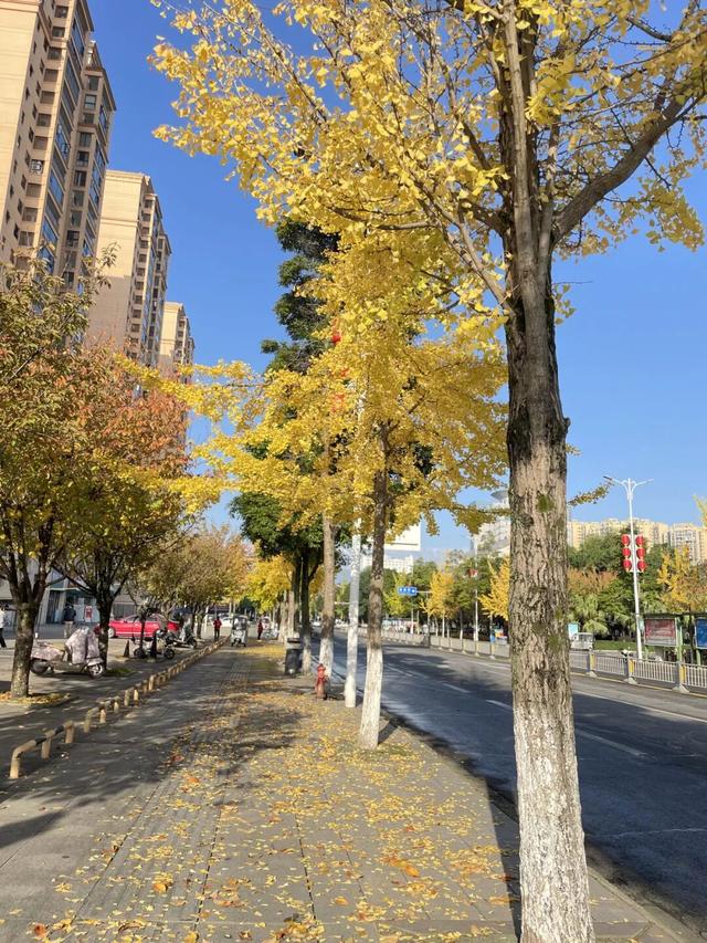 大邑银杏@你，初冬限定“金”喜，请查收！