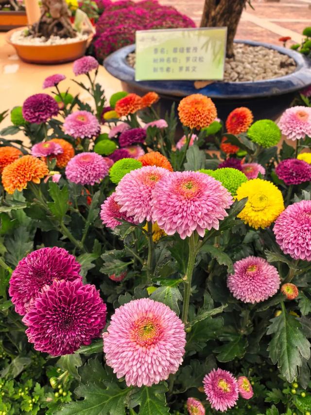 来汉口 逛江汉 | 已开幕，持续一个月！金秋菊展赏玩攻略来了