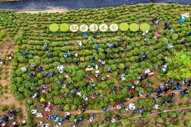 从《大生意人》到安徽歙县，探寻徽商真实的茶贸足迹与建筑瑰宝 | 皖美冬日 | 第十五届安徽国际文化旅游节