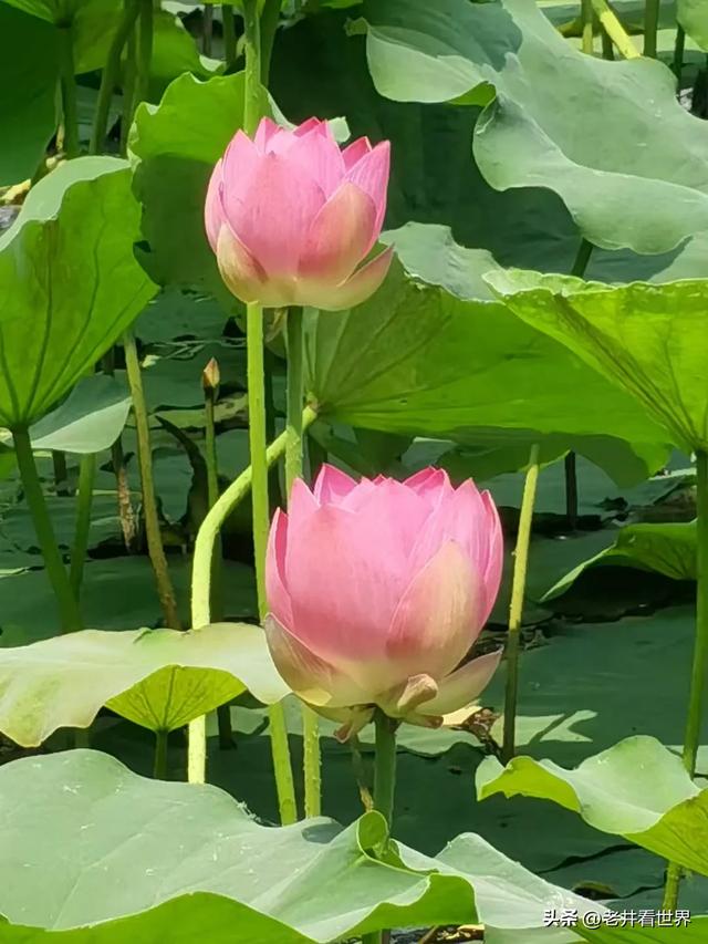 “骑行达人”老伴走失，一口气骑了百公里！结局很暖心 文‖井明新
