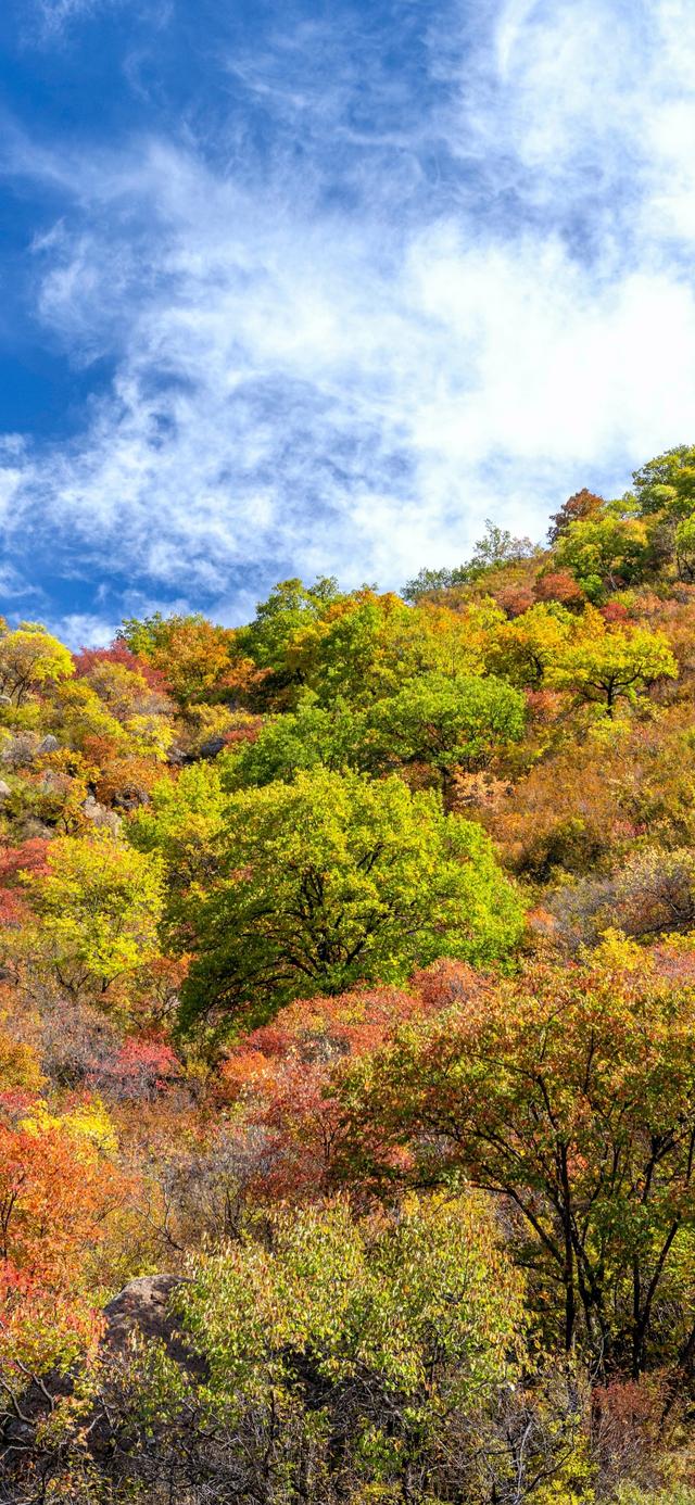 手机壁纸|秋天自然绝美风光美景