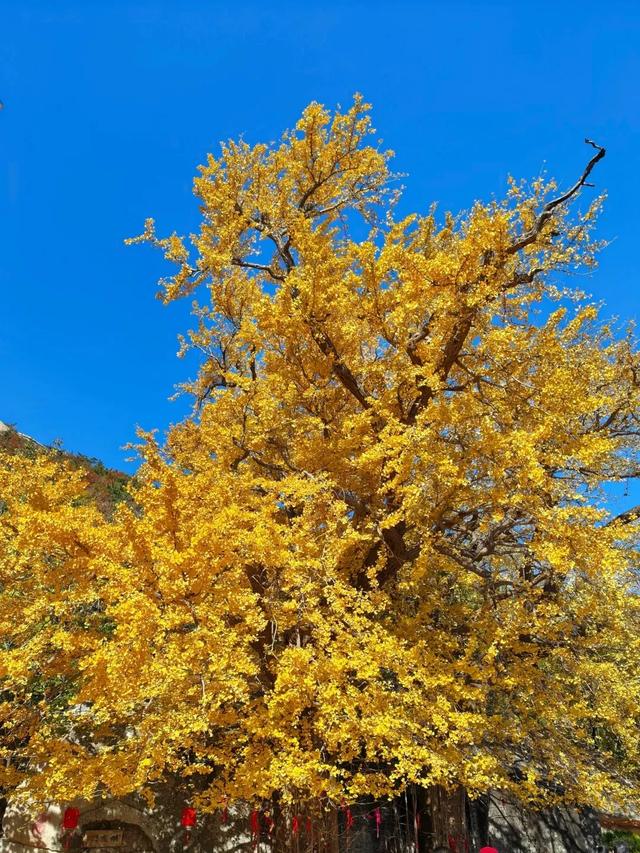 山东：时至初冬，银杏正当时