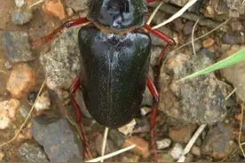 害虫变“金虫”的山水牛，身价暴涨1000元一斤，农民抢着上山捉图片