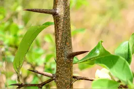 你知道这种树吗？柘木又名桑柘木：十大珍贵名木之一，别随意破坏图片