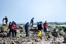 日照最佳赶海时间来了！清明小长假赶紧去一挖一麻袋吧！图片