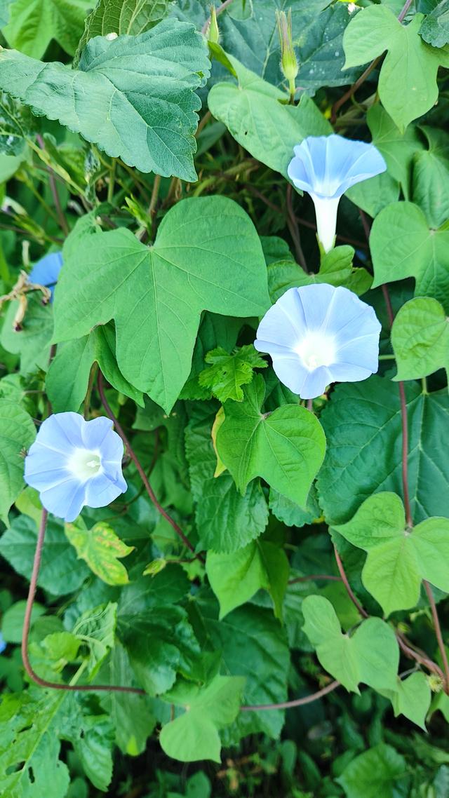 牵牛花的寓意与象征