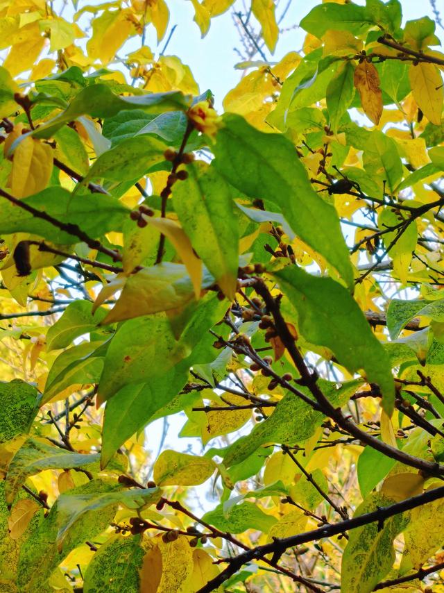 泰山王母池蜡梅初绽 花叶同枝尽显冬日诗意