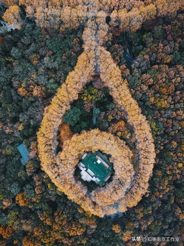 51张照片告诉你，南京的秋天有多美！
