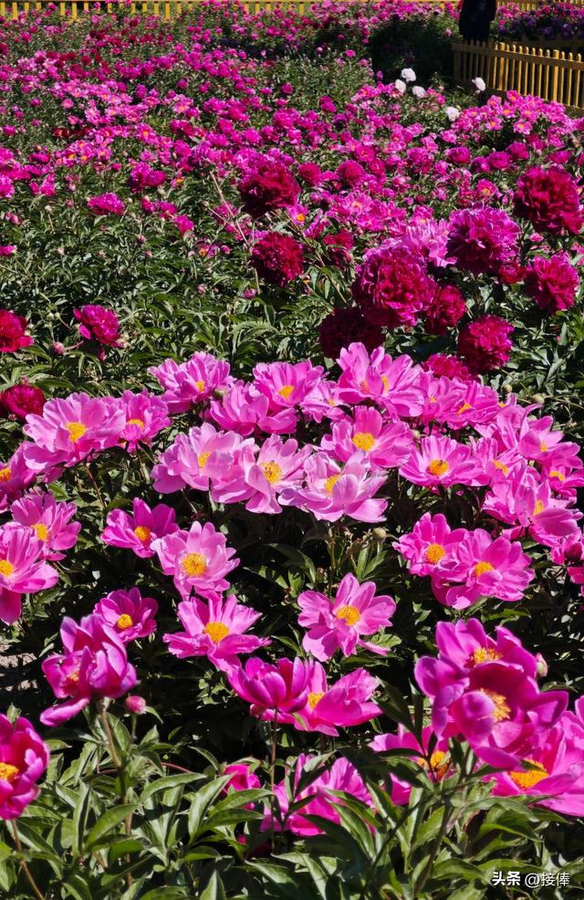 张传禄：北京芍药花海