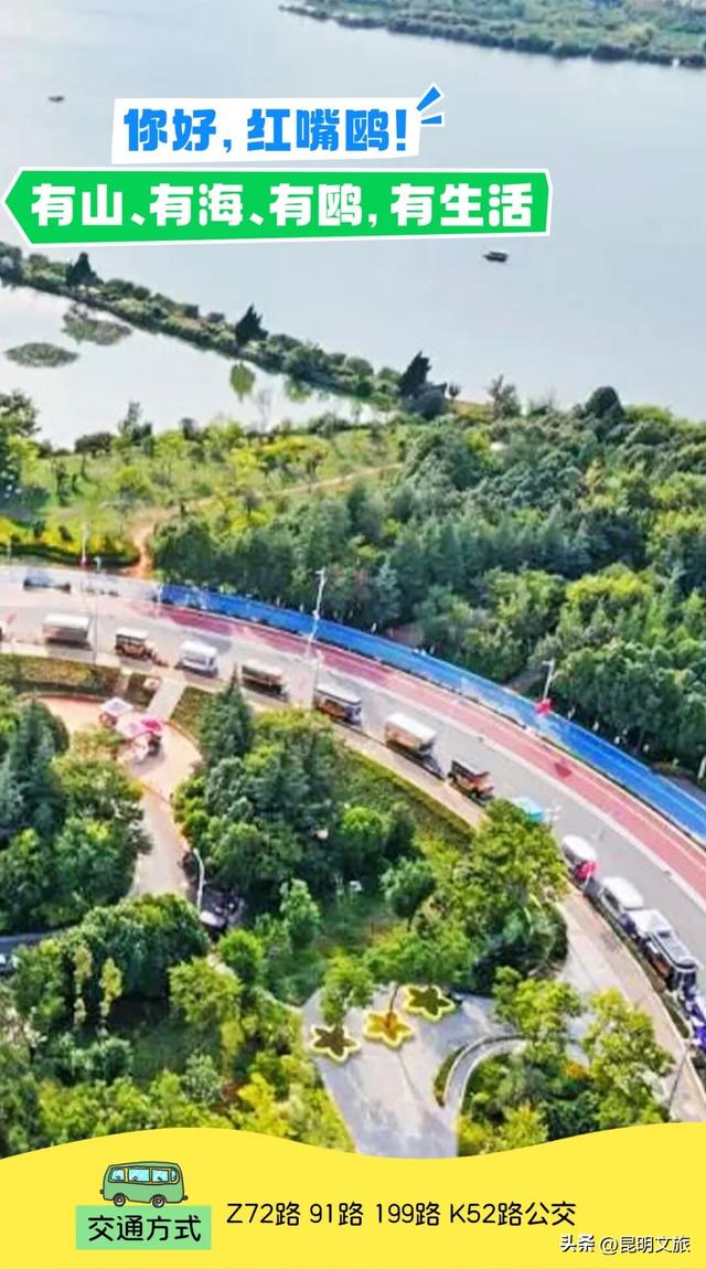 2025最新观鸥地图：这些地方“鸥”气值MAX，拍照直接封神！