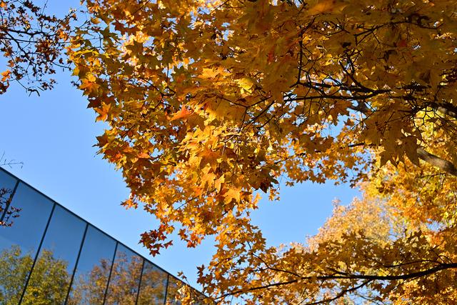 600元国产定焦，四种题材可玩性如何？体验铭匠Z口镜头23mm F1.8