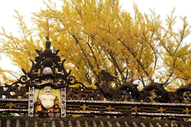 留着打卡！寺庙与千年古杏更配，每一张都是大片！